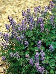Image result for Corydalis