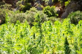 Geplant ist, cannabis an eine begrenzte personenzahl legal abzugeben, damit diese die droge legal konsumieren können. Cannabis Legalisierung In Deutschland Bundesregierung Gibt Das Hanf Frei