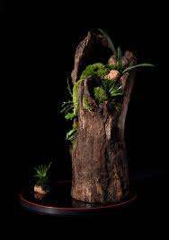 Rotten Wood Moss Garden In The Woods Moss Garden Garden Containers