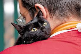 Hypothyroidism In Cats How Is It Diagnosed And Treated