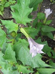 Image result for Datura inoxia