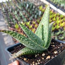 Image result for Aloe pienaarii