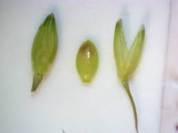 Image result for Panicum gilvum