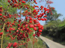 wild wild red berchemia floribunda 火紅的果實 多花勾兒茶 photo red grapes