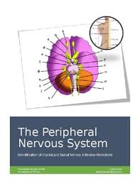 The student can write in either the key cranial nerves 149. The Nervous System Worksheet Teachers Pay Teachers