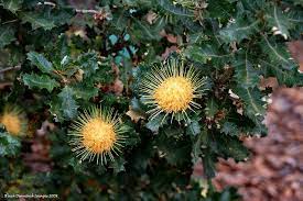 Banksia Undata Var Undata Dryandra Praemorsa Var Praemorsa Urchin Dryandra Australian Native Plants Flower Essences Australian Garden