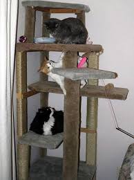 How To Make A Cat Climbing Tree Without Buying Any New Plastic Materials My Plastic Free Life Cat Climbing Tree Diy Cat Tree Homemade Cat Toys