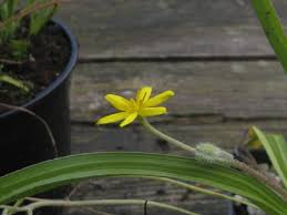Image result for Hypoxis angustifolia