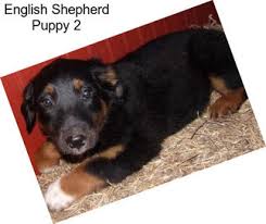 Australian shepherd puppies for sale in ohio select a breed. English Shepherd Dogs For Sale In Cincinnati Agriseek Com