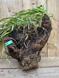 Image result for Xerophyta trichophylla