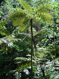 Image result for Cyathea capensis
