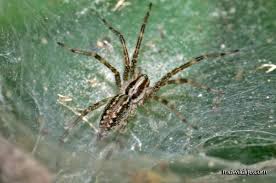 funnel weaver spider mdwildlife