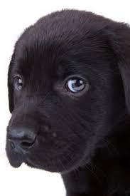 Cute Little Black Labrador Retriever Puppy Looking At The Camera Closeup Picture On Its Head Labradorretriever Labrador Retrievers Labradors Siyah Labrador