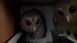 Suara yang dikeluarkan dari burung ini cukup unik karena nadanya yang tinggi pendek, mirip dengan. Suara Anak Burung Hantu Celepuk Mp3 Storymusik