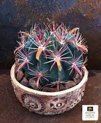 100 pcs bonsai cactus lithops plants pseudotruncatella succulents raw stone cactus bonsai stems tetragonia potted flowers fleshy. Top Dressing For Succulents Why Use It The Succulent Eclectic