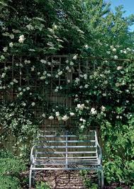 Inside Nigel Slater S Secret Garden Garden Design Cottage Garden English Cottage Garden