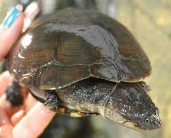 Geoffroy's sidenecks are great turtles for a community habitats, but only with other phrynops species. African Sideneck Turtles For Sale