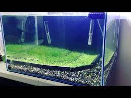 How To Making A Crystal Red Shrimp Planted Breeding Aquarium Tonytanks Youtube Plant Breeding Aquarium Shrimp Tank