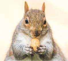 What Do Squirrels Eat The Complete List Of Squirrel Foods What Do Squirrels Eat Squirrel Food Pet Food Delivery