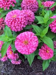 Loulou S Hangout Beautiful Pink Flowers Beautiful Flowers Love Flowers