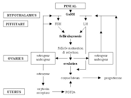 The Mares Estrous Cycle