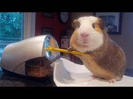 A forum for guinea pig advice and support. Funny And Cute Guinea Pig Videos 2 Compilation 2018 Youtube