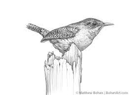 House wren coloring page · perched wren bird coloring page. House Wren Pencil Sketch P22 Bohan Art Pencil Sketch Bird Drawings Drawings