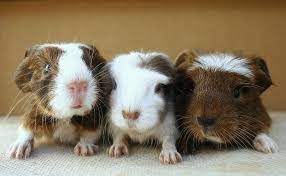 Most baby guinea pigs will feed from a syringe without a problem. Baby Guinea Pigs How To Care And Treating With Extra Care Cabrito