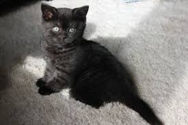 Baby Black And Ginger Cat Gallery For Black Smoke Tabby Tabby Black Smoke Warrior Cats