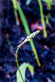 Image result for Drimia calcarata