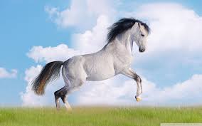 Black And White Horse Images Hd White Horse Wallpapers Horse Wallpaper Horses Horse Background
