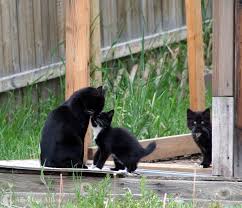 Being able to identify a feral gives you the opportunity to provide food and outdoor shelter to a cat who is ultimately happier and healthier living outdoors. Mother Mom Cat With Kittens Tnr Scenarios Alley Cat Allies