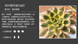 100种常见多肉植物图鉴 planting succulents plants succulents