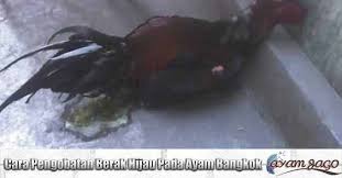 Cara Pengobatan Berak Hijau Pada Ayam Bangkok Hijau Ternak Ayam Ayam