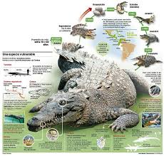 Pin By Umut Ergul On Animals Zoology And Protect Our Wildlife Science And Technology Infographic Animals For Kids