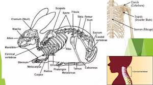 Dissection of Rabbit.pptx