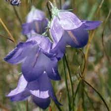 Harebell Plants Flowers Perennials Campanula
