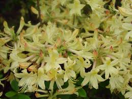 Azalea Gammon S Garden Center Landscape Nursery