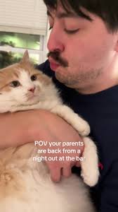 My Boy Cat When My Friends Come from The Bar