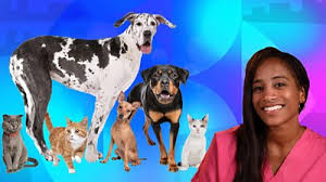 Cats walk on their toes. Quiz Cat Dog Or Something Else Cbbc Bbc