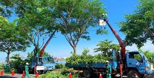 Dịch vụ cắt tỉa, chặt hạ cây xanh - Cây xanh đô thị Bắc Ninh