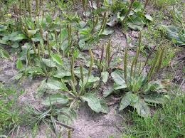 Image result for Plantago