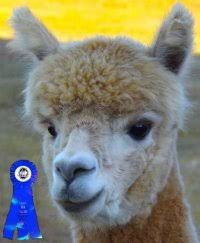 Maybe you would like to learn more about one of these? Alpacas For Sale Champion Bloodline Of Alpaca For Sale