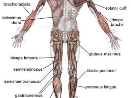 The accompanying muscle diagram reveals the positions of the muscles in this pose. Human Muscular System What S The Busiest Muscle In The Body Owlcation