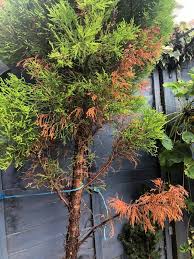 Image result for thuja drying out dead dried symptoms)