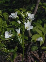 Image result for Cardamine
