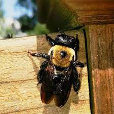 Description of work exterminating/spraying bee hive. Carpenter Bee Control In Nj