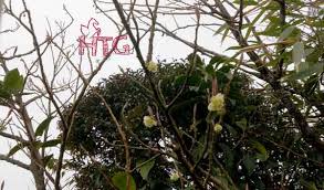 Image result for Strophanthus gardeniiflorus