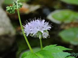 Image result for Hydrophyllaceae