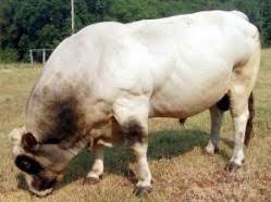 By the 1870s, the unique double muscling characteristic was constant within the breed. Breeds Piemontese The Cattle Site